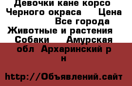 Девочки кане корсо. Черного окраса.  › Цена ­ 65 000 - Все города Животные и растения » Собаки   . Амурская обл.,Архаринский р-н